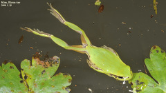 Hyla suweonensis