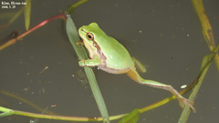 Hyla suweonensis