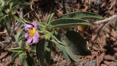 Cistus symphytifolius image