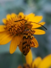 Ochraethes pollinosus