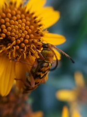 Ochraethes pollinosus