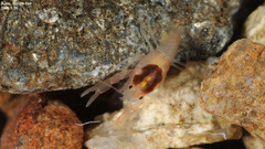Cambaroides similis