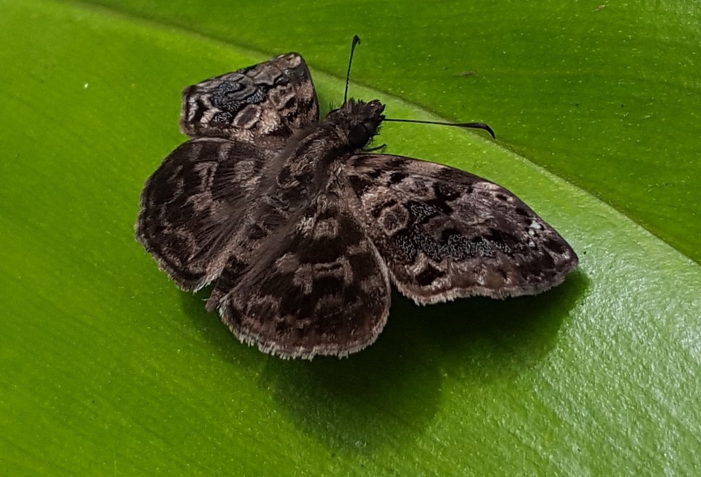 Gorgythion beggina
