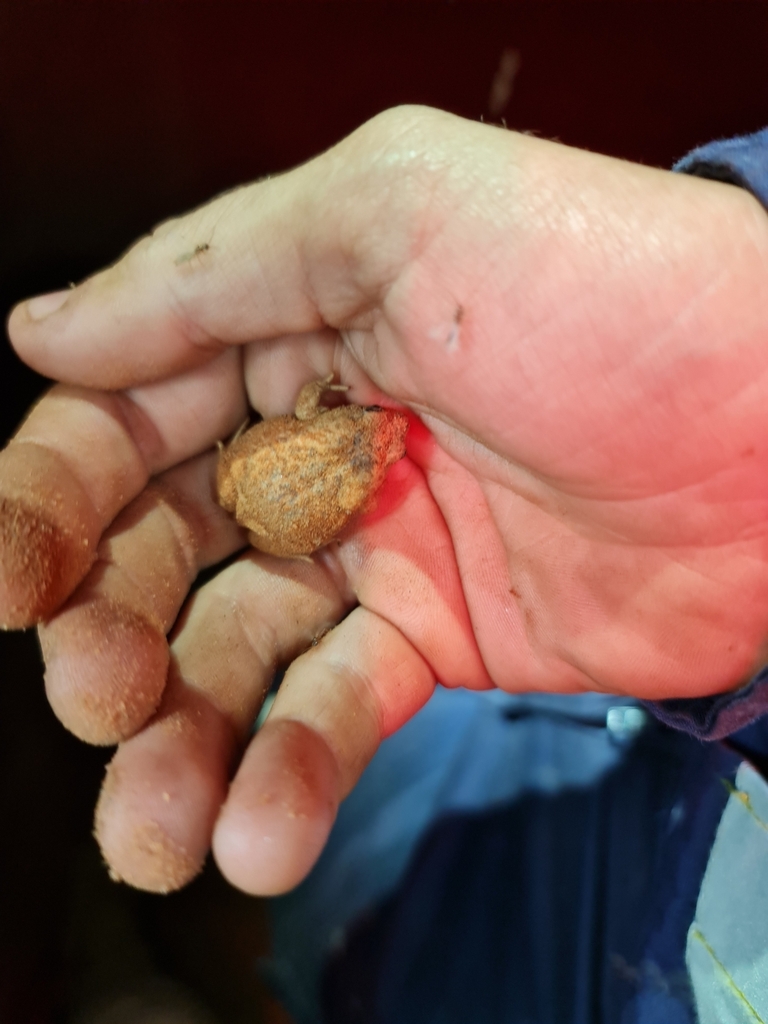 Northern Toadlet