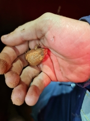 Northern Toadlet photo 1