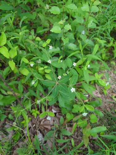 Image of Euphorbia pubentissima by (c) Sam Taylor, some rights reserved (CC BY)