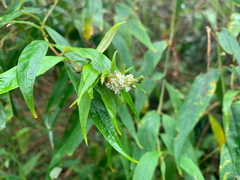 Buddleja asiatica, recorded flowering