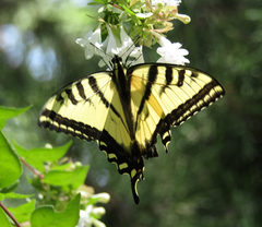 Papilio rutulus