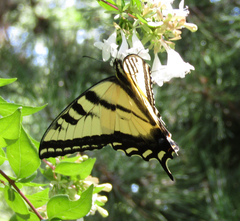 Papilio rutulus