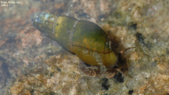 Semisulcospira libertina