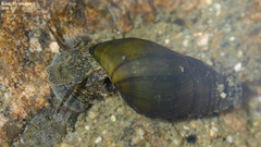 Semisulcospira libertina