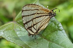 Arawacus meliboeus
