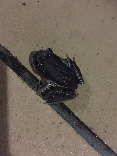 Mixophyes fasciolatus