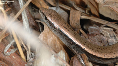 Tsushima Smooth Skink photo 3