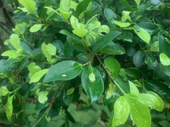 Ficus microcarpa, recorded vegetative