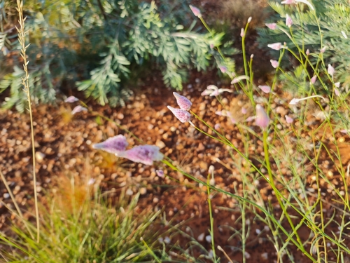 Image of Ptilotus calostachyus by (c) Belinda Forbes, some rights reserved (CC BY)