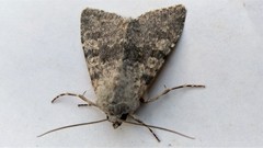 Polymixis xanthomista