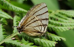 Arawacus meliboeus
