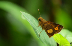 Oriens paragola