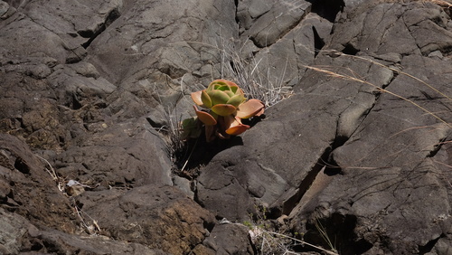 Aeonium nobile