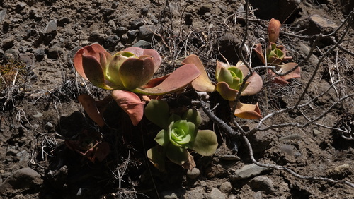 Aeonium nobile