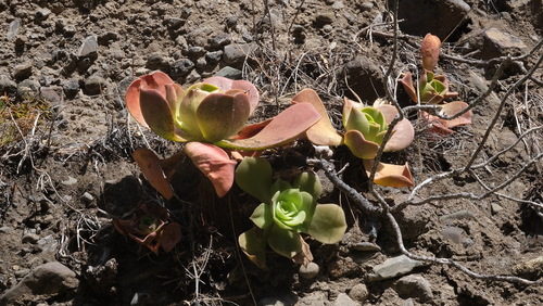 Aeonium nobile