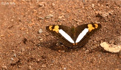 Adelpha phylaca