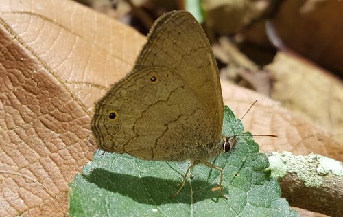 Paryphthimoides eous