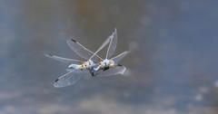Libellula composita