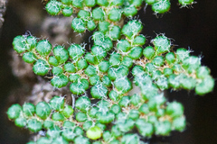 Myriopteris intertexta