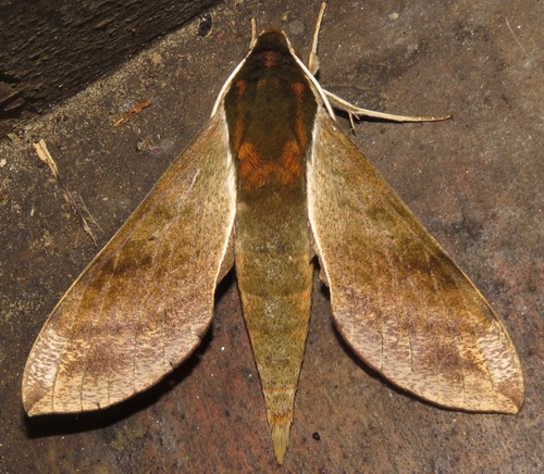 Xylophanes schausi · iNaturalist