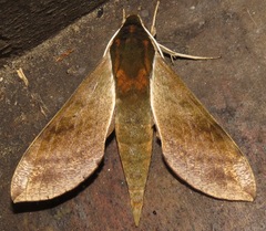 Xylophanes schausi