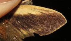 Xylophanes schausi