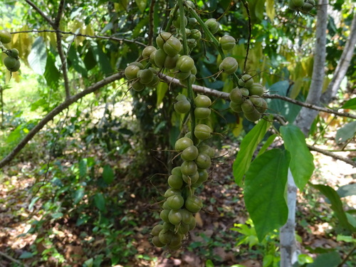 Alchornea cordifolia