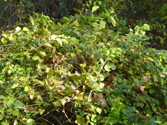 Ampelopsis glandulosa