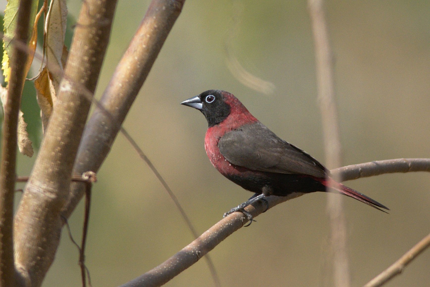 Black-faced Firefinch illustration