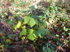 Liriodendron tulipifera