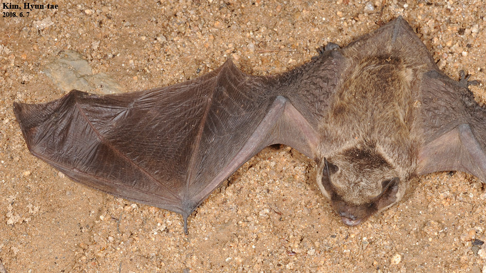 Asian Particoloured Bat from Seosan, KR-GN, KR on June 7, 2008 by Kim ...