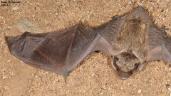 Vespertilio sinensis