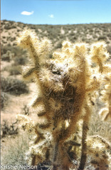 Campylorhynchus brunneicapillus