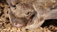 Vespertilio sinensis