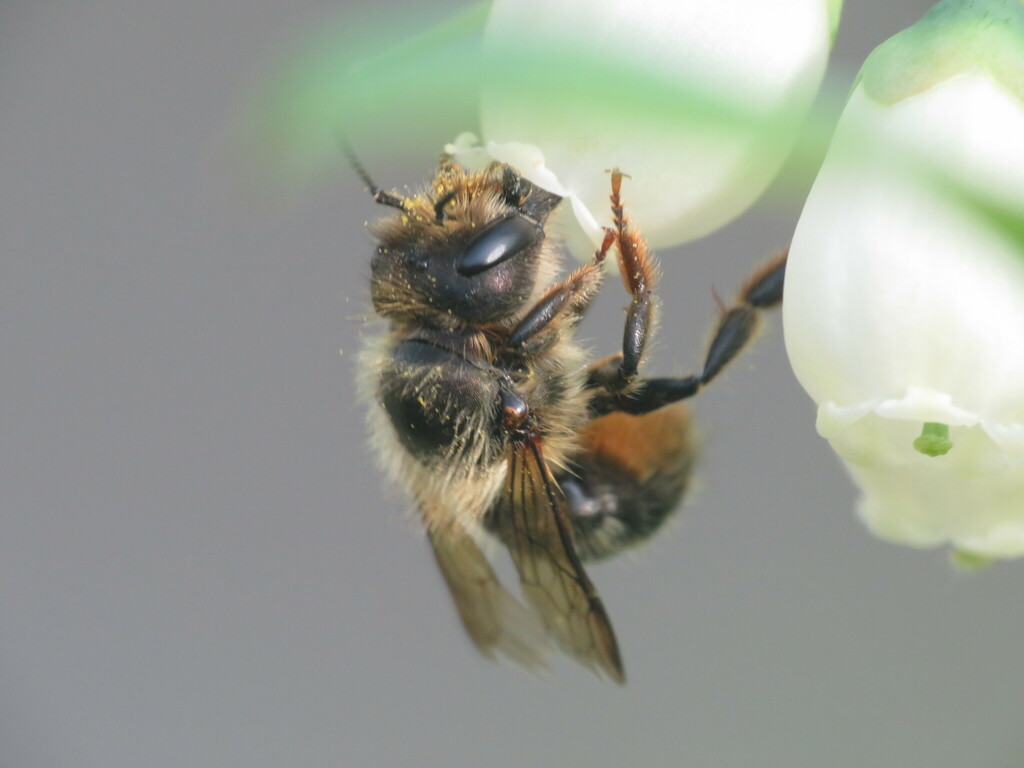 Hornfaced Mason Bee from Winnebago County, USIL, US on May 15, 2023 at 0548 PM by wmct276
