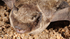 Vespertilio sinensis