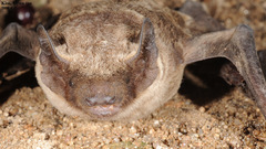 Vespertilio sinensis