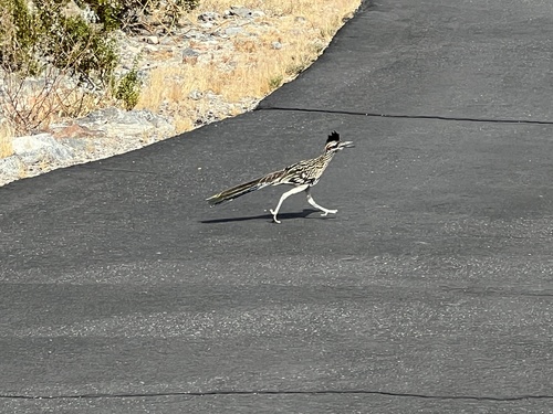 iNaturalist observation photo of Greater Roadrunner