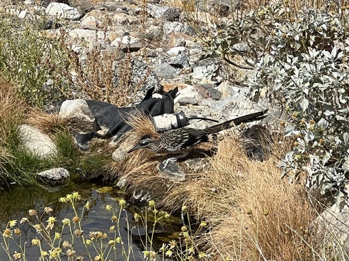 iNaturalist observation photo of Greater Roadrunner