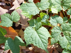Ampelopsis glandulosa
