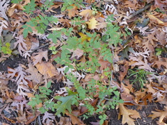 Rosa multiflora