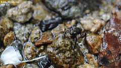 Bufo stejnegeri