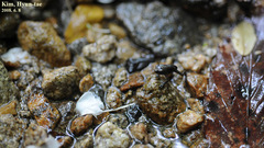 Bufo stejnegeri